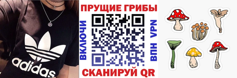 blacksprut онион  как найти закладки  Суджа  Галлюциногенные грибы мицелий 